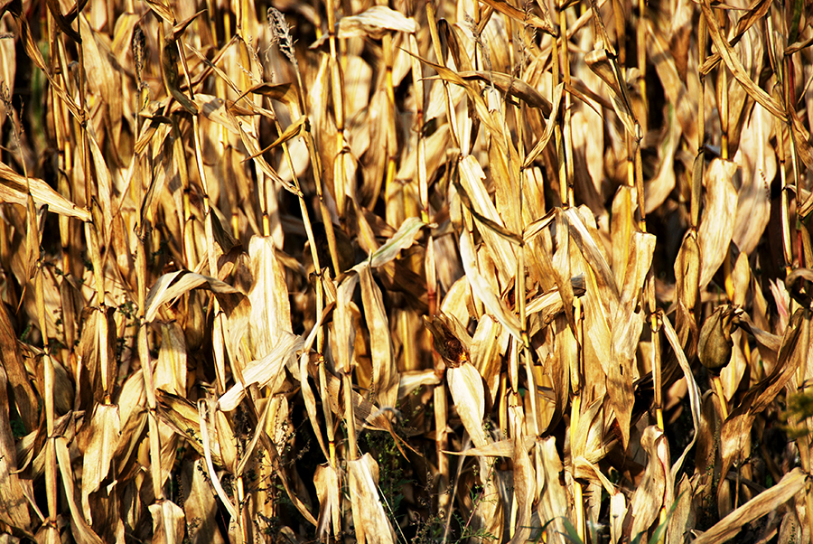 Corn for harvest