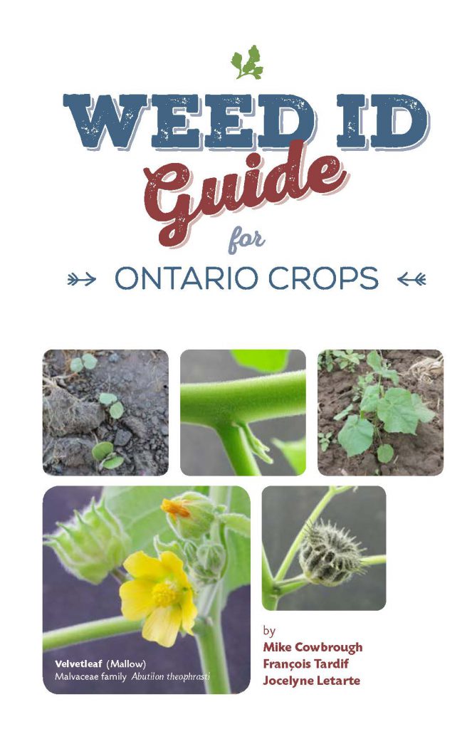 Weed ID Guide for Ontario Crops