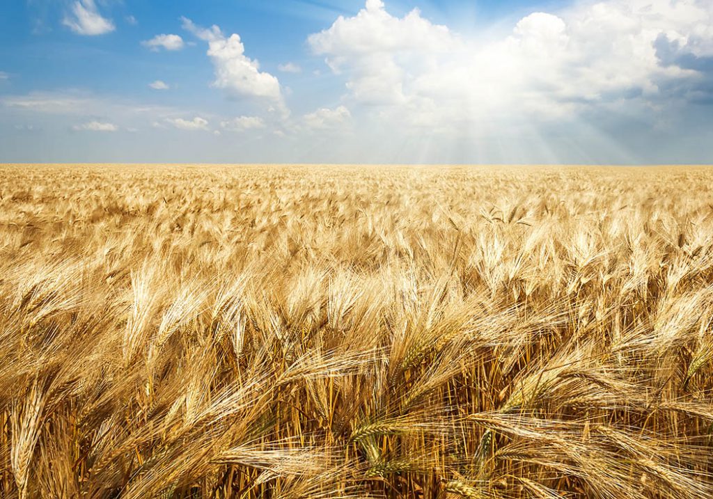 Corn harvest - Ontario Grain Farmer