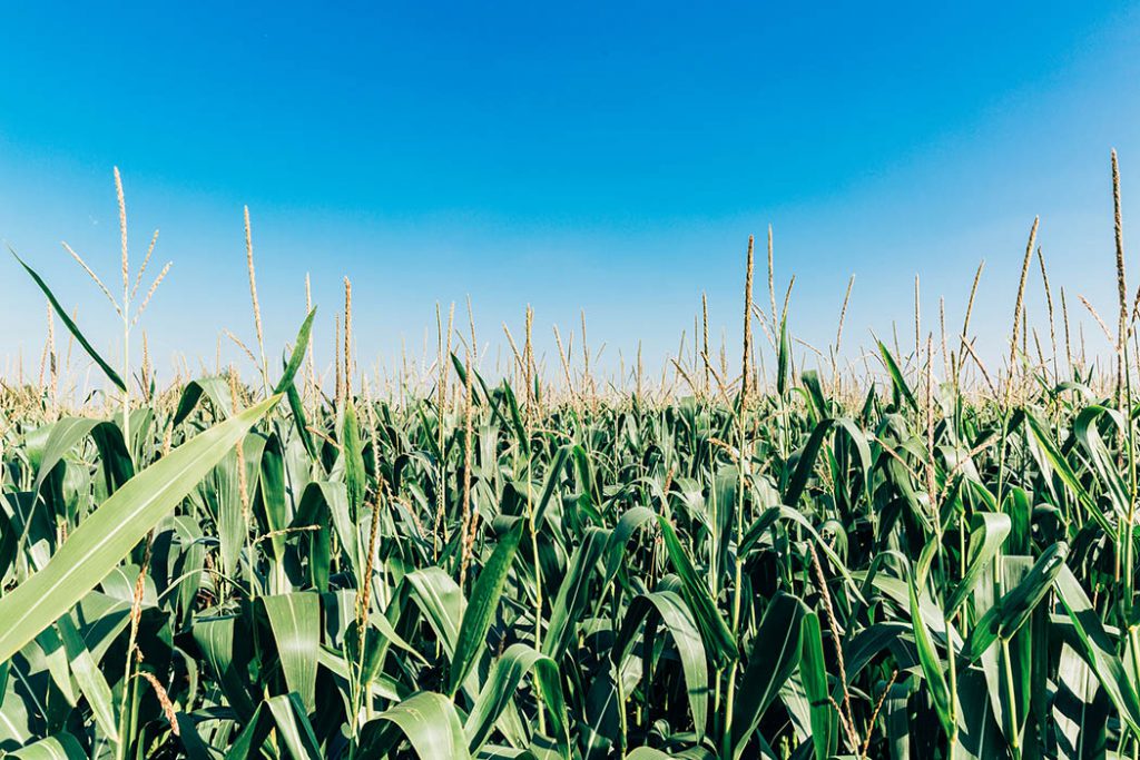 Market Trends Report – October & November 2022 - Grain Farmers of Ontario