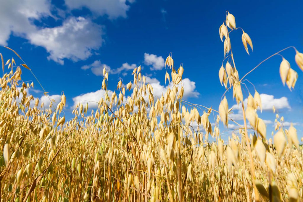 Corn harvest - Ontario Grain Farmer