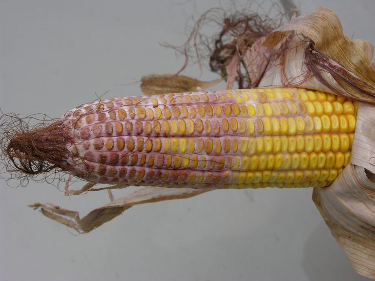 2021 DON in corn Disease management Grain Farmers of Ontario