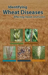 Identifying Wheat Diseases Affecting Heads of Grain