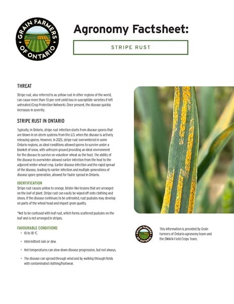 Stripe rust in wheat